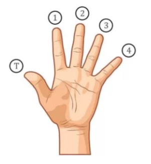 Обозначение пальцев на руке