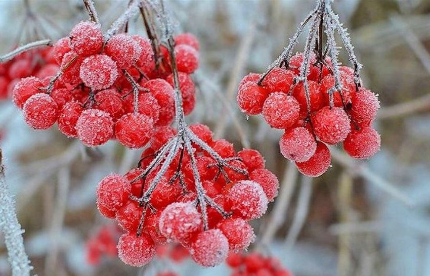 рябина в ноябре рябина в ноябре