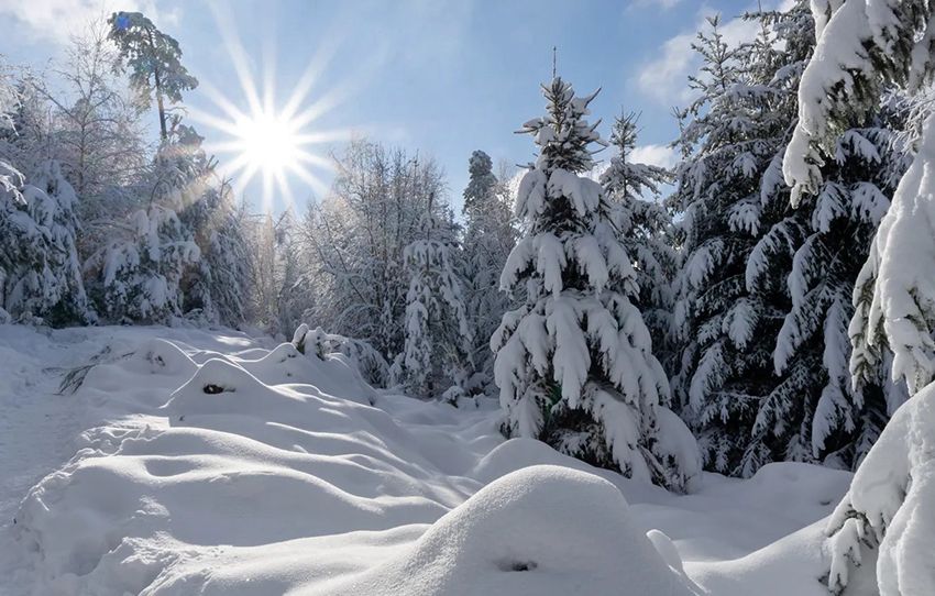 зима февраль лес много снега